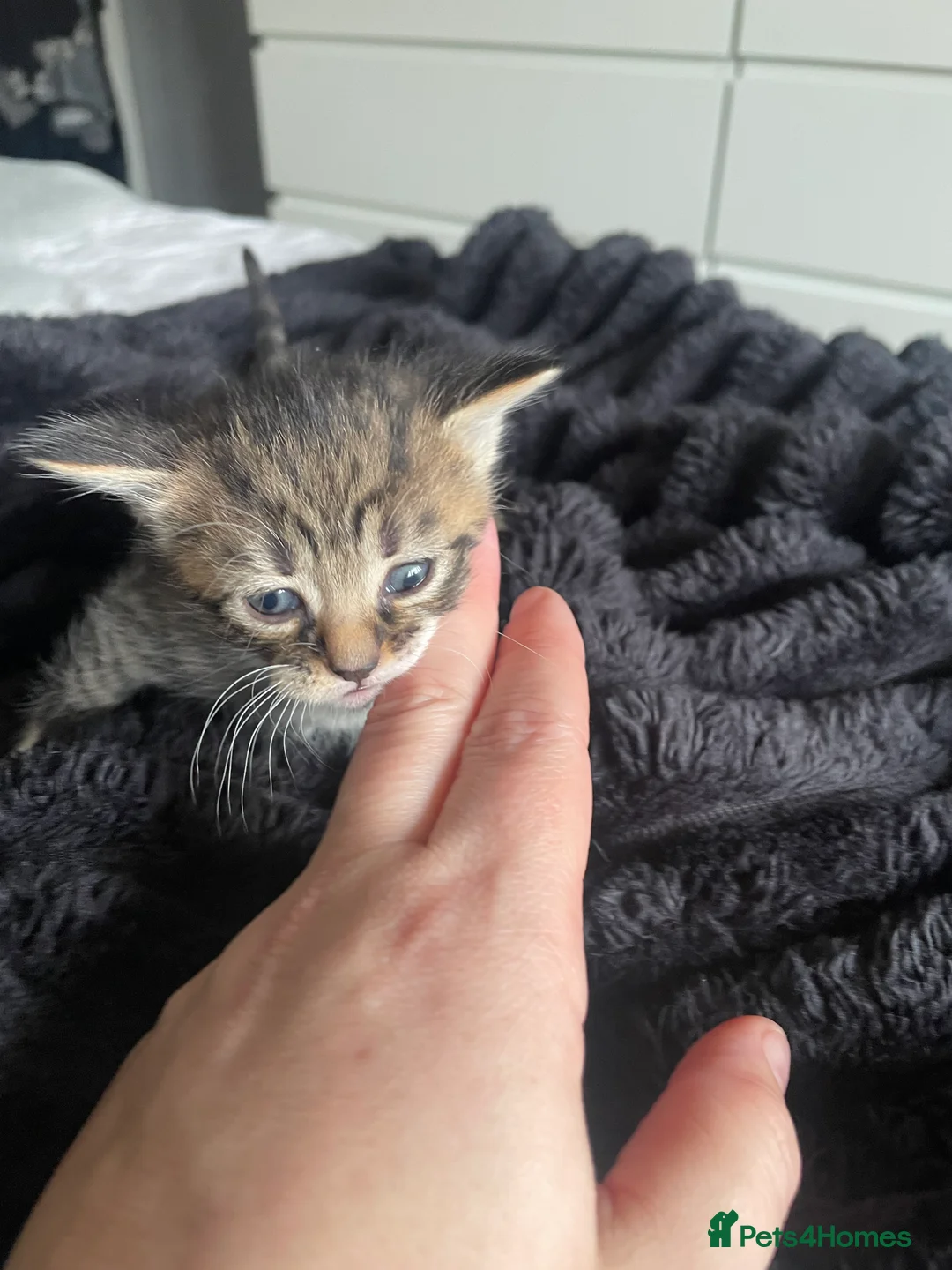 Mixed Breed cats for sale: 4 kitty’s for sale  - Advert 7