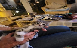 Siberian cats for sale: Siberian kittens - Image 3