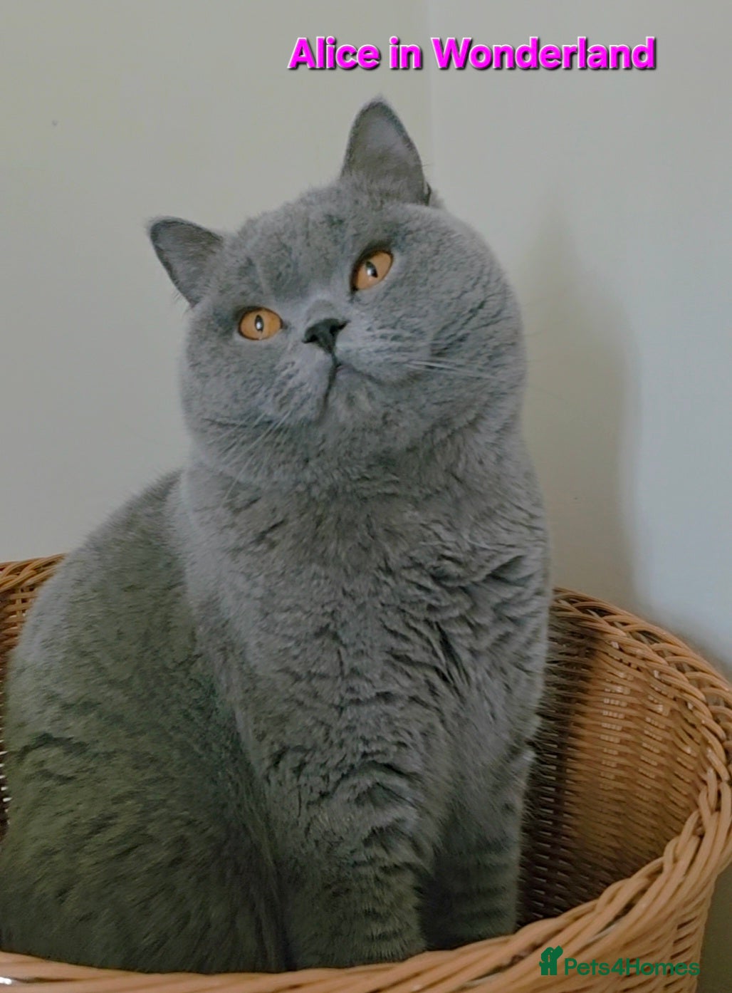 British Shorthair cats Closing of BSH cattery, 50% discount  - Advert 1