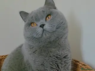 British Shorthair cats Closing of BSH cattery, 50% discount - Advert 1