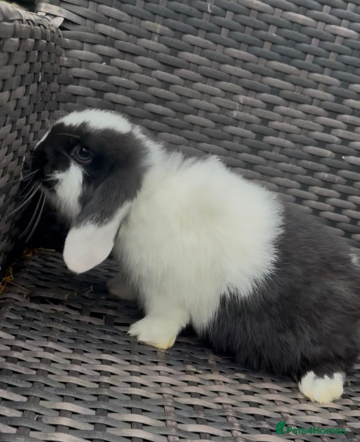 Mini Lop rabbits 2 black & white with blue eyes Mini lop babies 🐰  - Advert 8