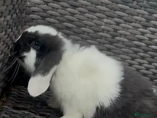 Mini Lop rabbits 2 black & white with blue eyes Mini lop babies 🐰 - Advert 8