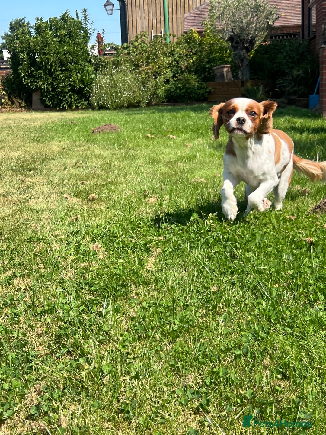 Cavachon dogs for sale: 5 stunning cavachons now available for new 🏡 - Image 6