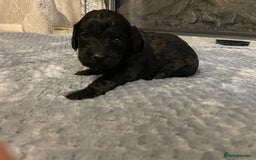 Cockapoo dogs for sale: 5 ⭐️ Cockapoo Puppies for 5 ⭐️ homes only - Image 13
