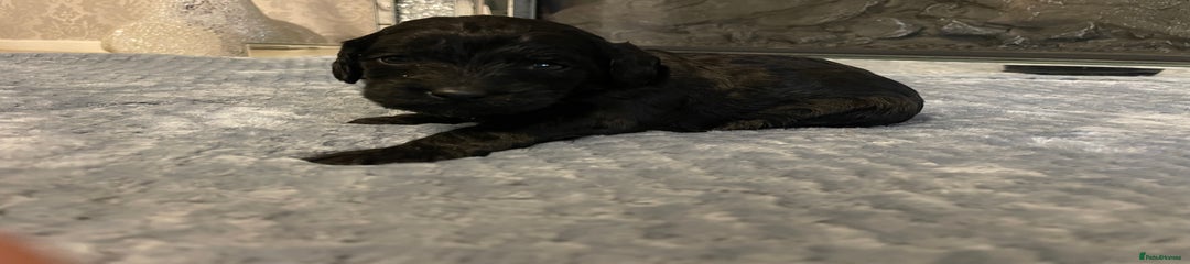 Cockapoo Puppy 5