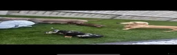 Miniature Dachshund dogs for sale: STUNNING MINIATURE DACHSHUNDS FOR SALE😍💕 - Advert 9