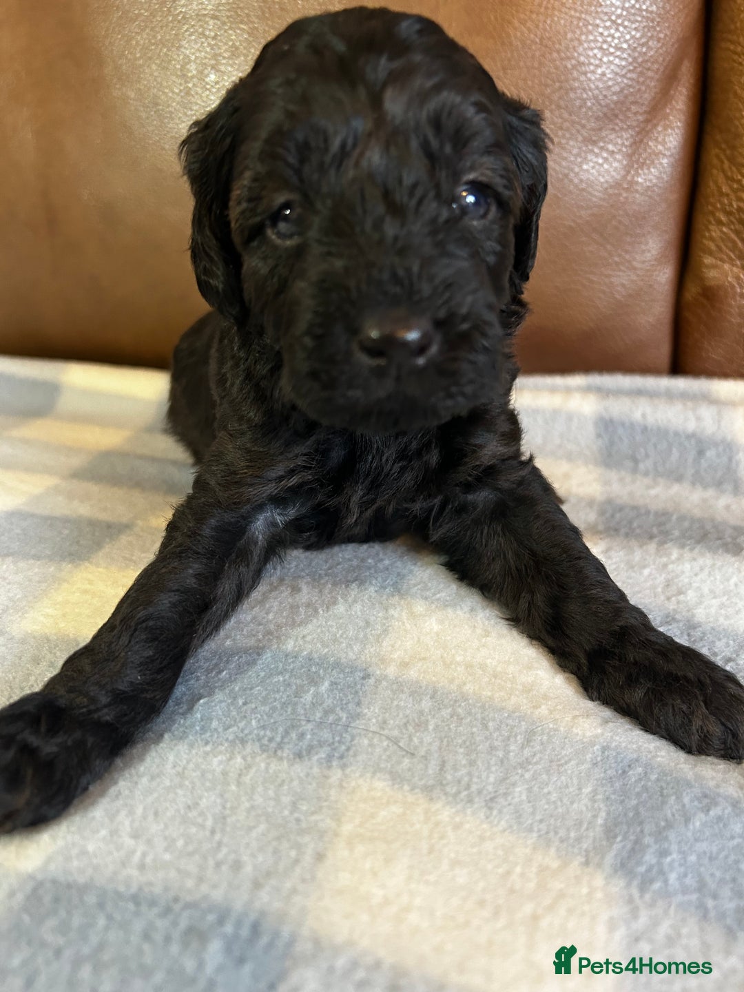 Cockapoo dogs for sale: Toy Cockapoo’s  - Advert 14