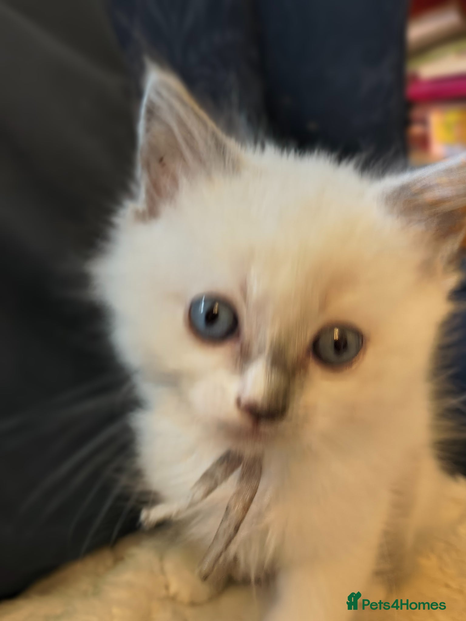 Ragdoll cats for sale: Blue mitted Ragdoll kittens - Advert 3