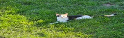 Mixed Breed cats for sale: Cats  in Dalkeith - Advert 4