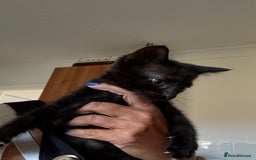 Mixed Breed cats for sale: Kittens ready to leave ferndown area - Image 3
