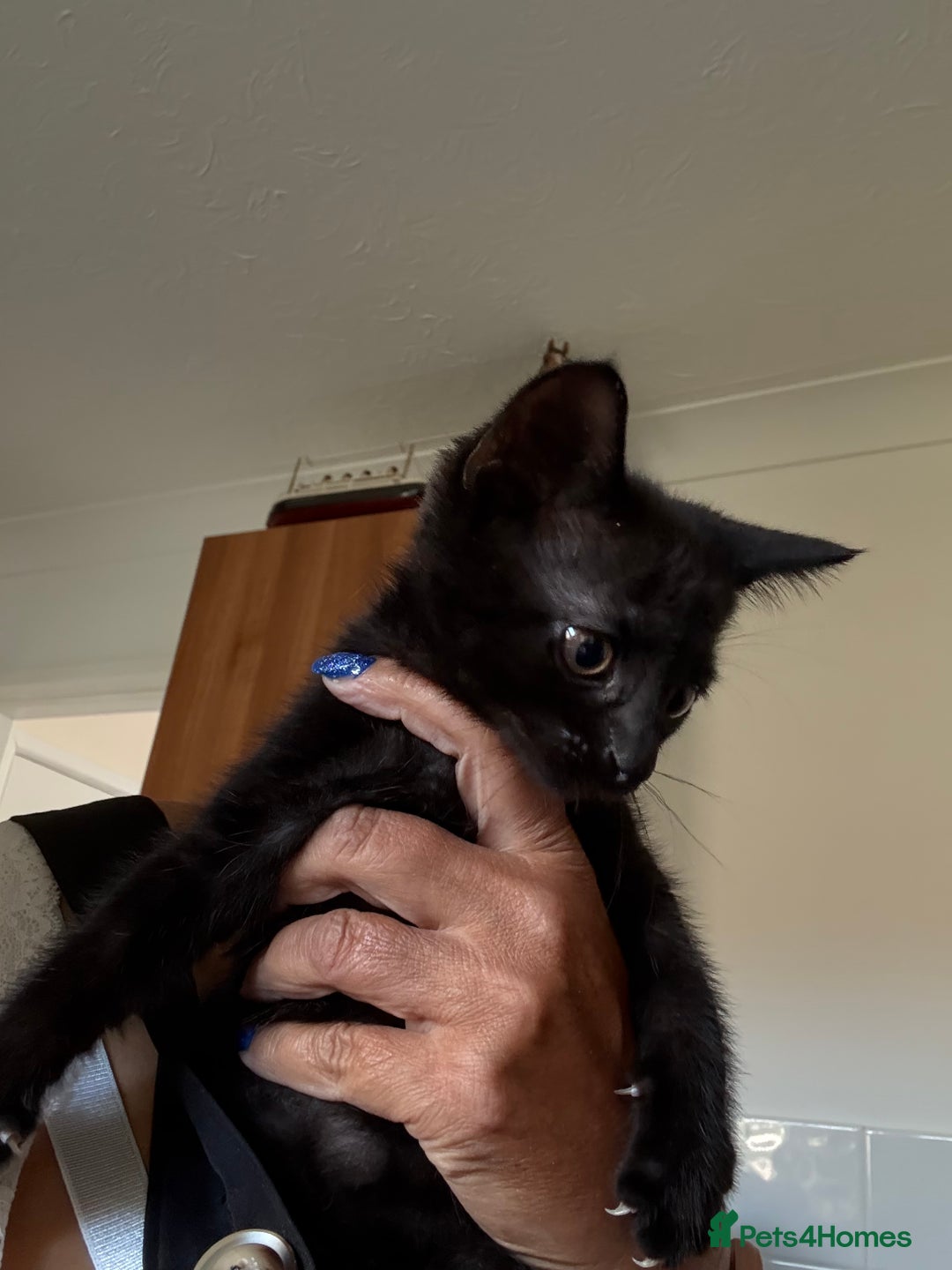 Mixed Breed cats for sale: Kittens ready to leave ferndown area - Image 3