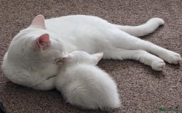 Mixed Breed cats for sale: 4 cute kittens up for sale - Image 33