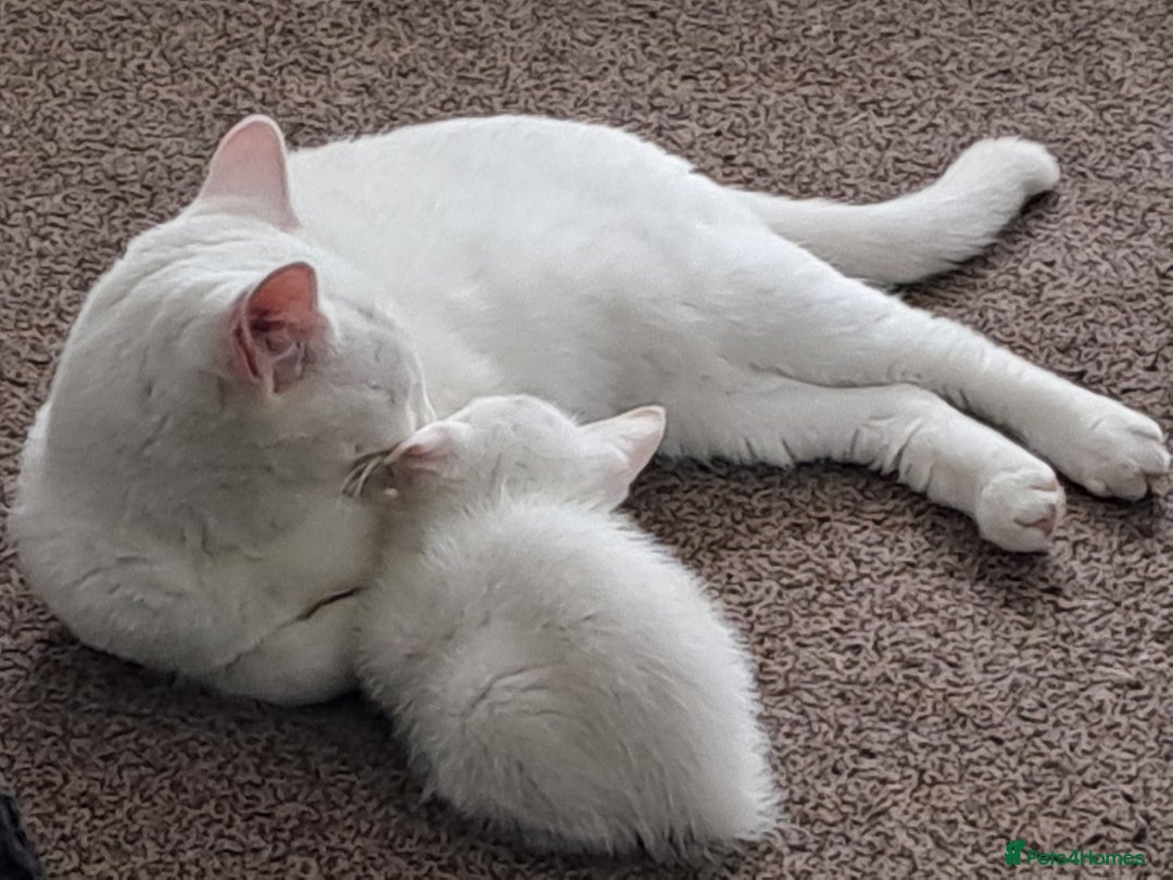Mixed Breed cats for sale: 4 cute kittens up for sale - Image 33