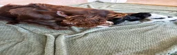 Cocker Spaniel dogs for sale: Cocker spaniel puppies  - Advert 29