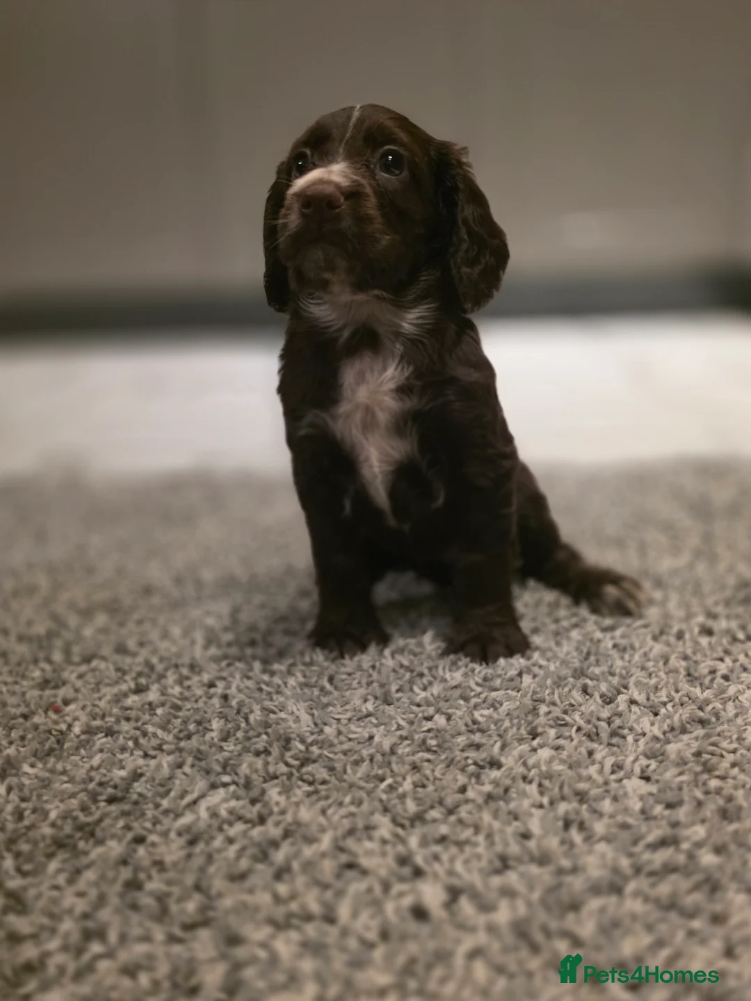Cocker Spaniel dogs for sale: Beautiful Working cocker spaniel puppies - Advert 35