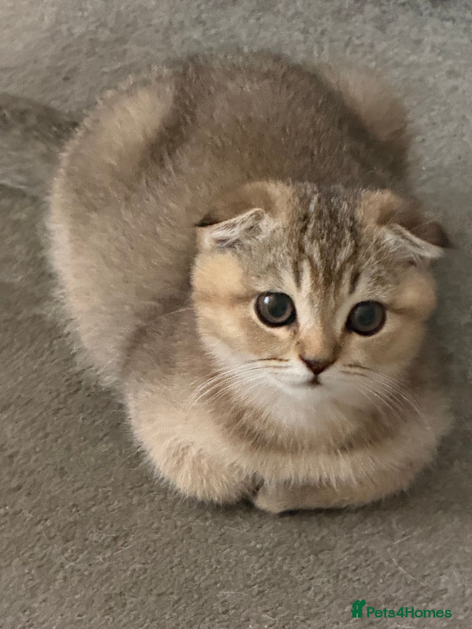 British Shorthair cats BSH BLACK GOLDEN CHINCHILLA - Advert 9