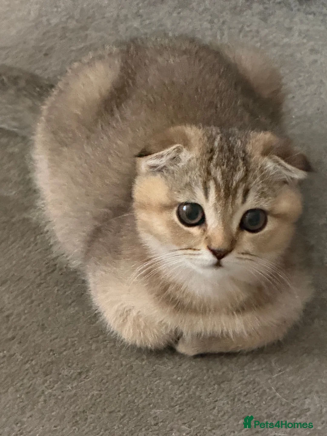 British Shorthair cats for sale: BSH BLACK GOLDEN CHINCHILLA - Advert 1