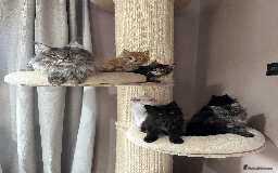 Maine Coon cats for sale: TICA registered Maine Coon kittens  - Image 20