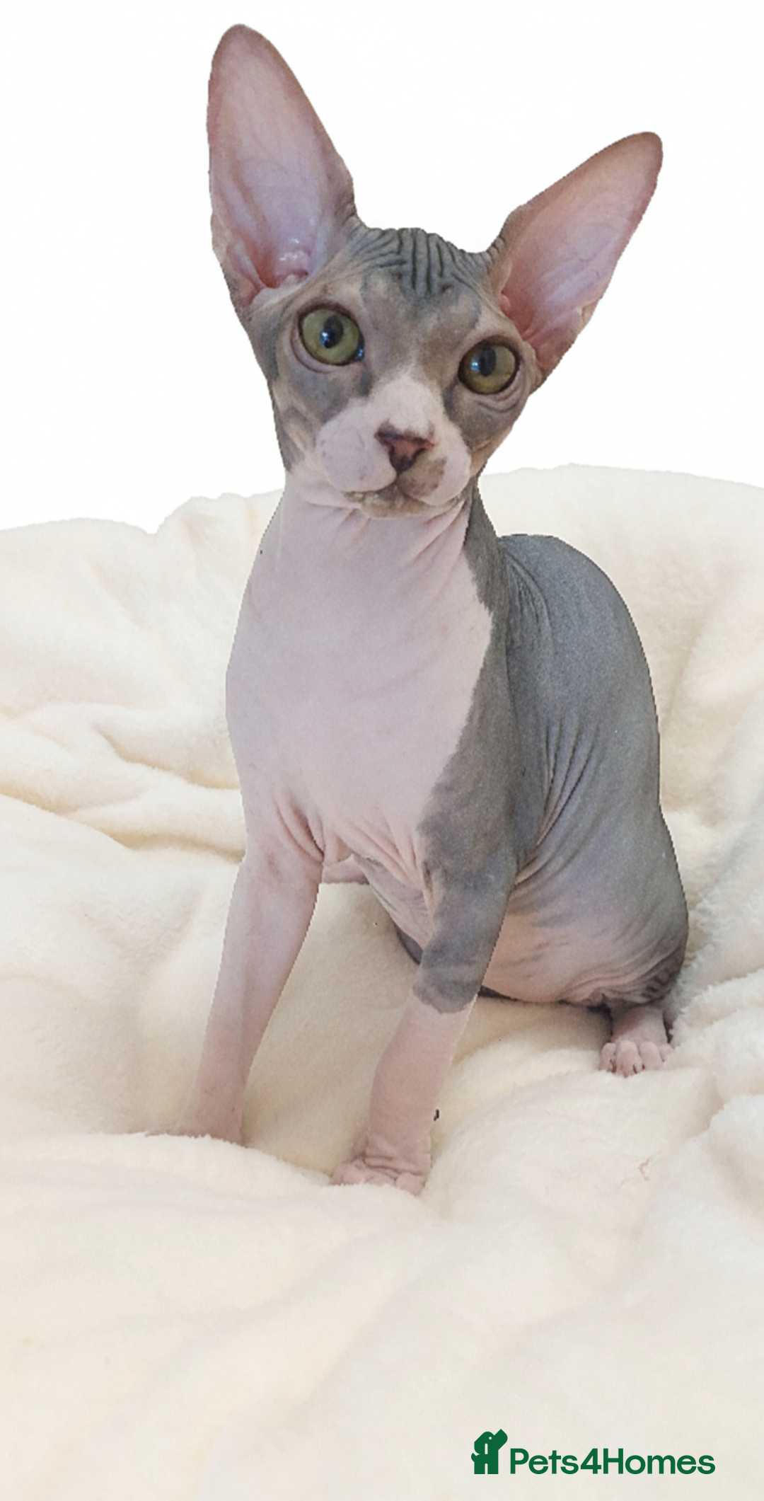 Sphynx cats for sale: Sphynx Kittens – Males & Female – International ✅ - Advert 12