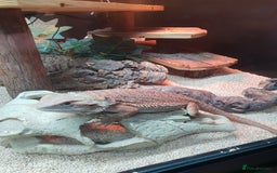 Bearded Dragon reptiles for sale: female bearded dragon with full set up - Image 12