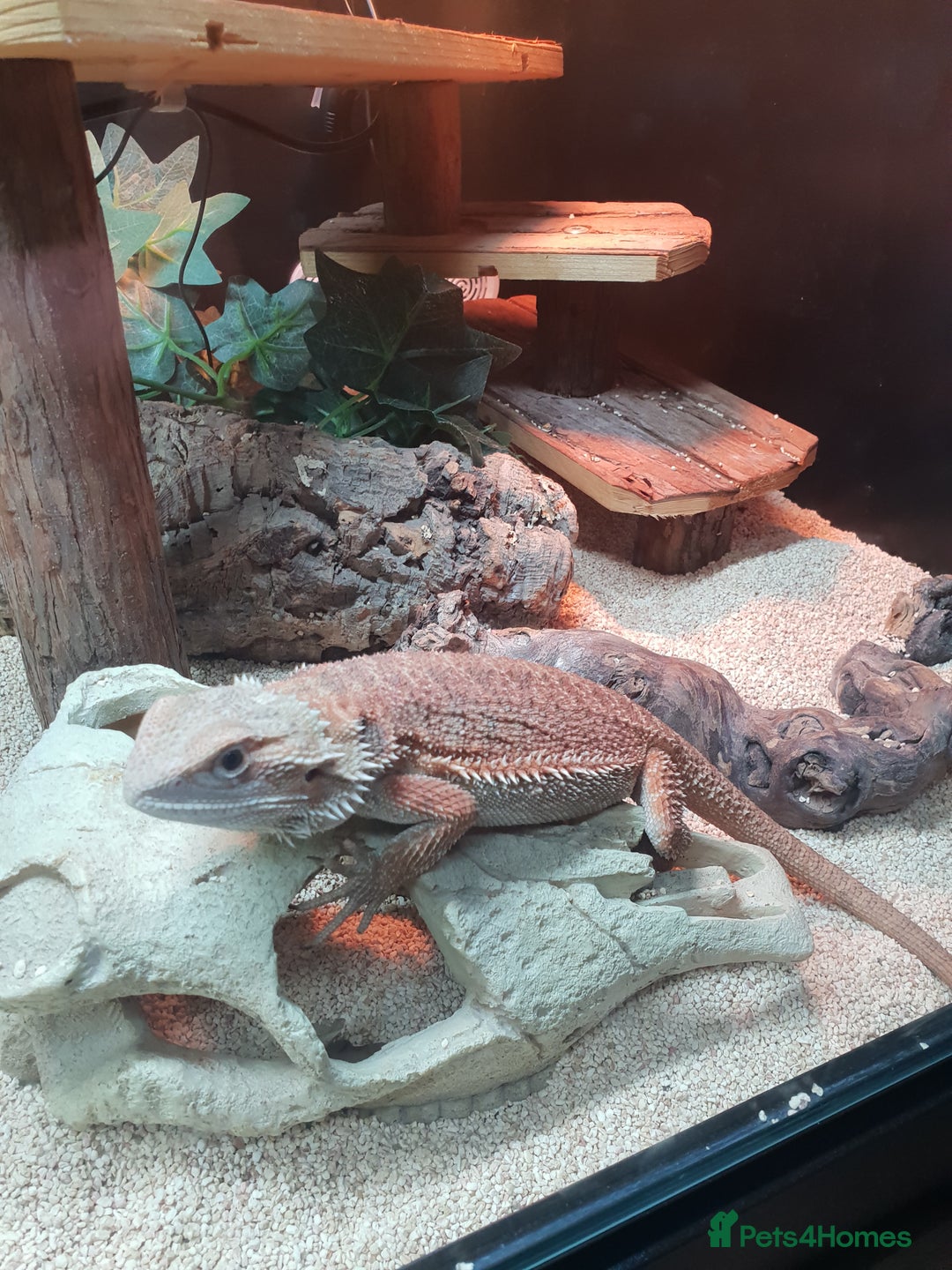Bearded Dragon reptiles for sale: female bearded dragon with full set up - Image 12