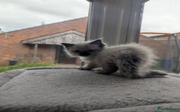 Ragdoll cats for sale: Adorable Ragdoll Kittens Looking for Homes❤️! - Image 7