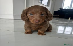 Miniature Dachshund dogs for sale: Stunning long haired miniature dachshund puppies - Image 1