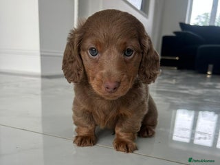 Miniature Dachshund dogs - Advert 28