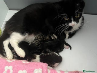 American Curl cats - Advert 25