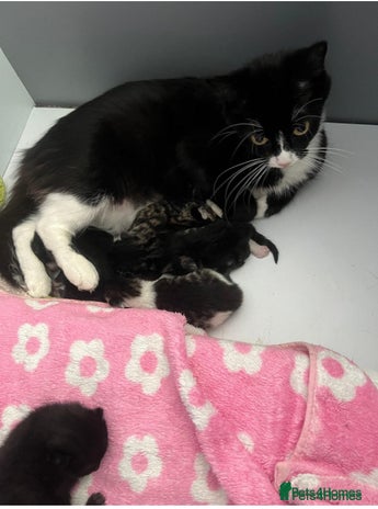 American Curl cats - Advert 1