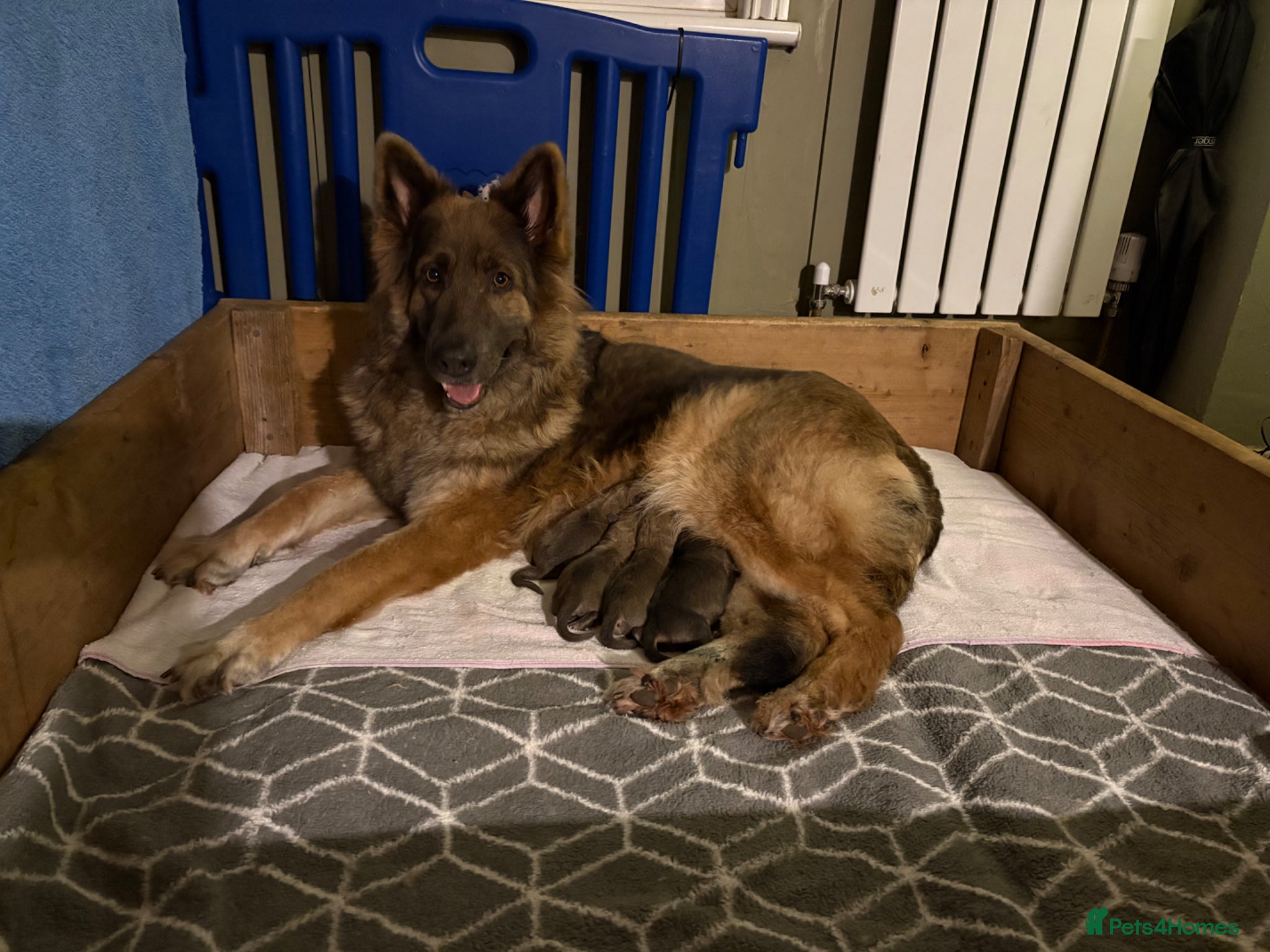 German Shepherd dogs Blue/tan KC pedigree German Shepherd puppies - Advert 1