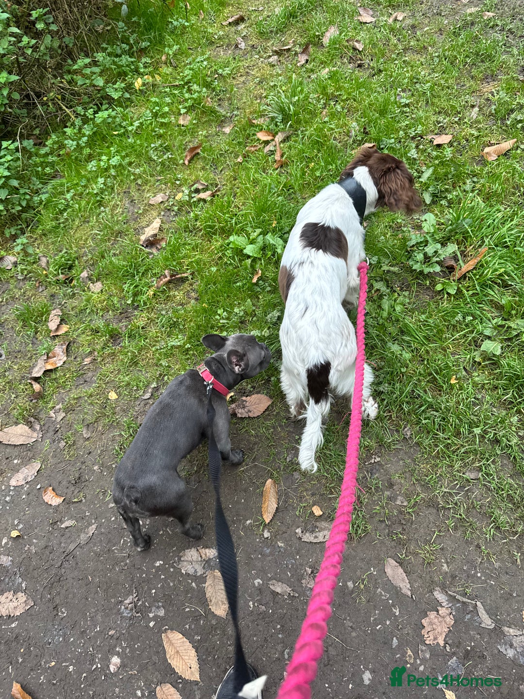 English Springer Spaniel dogs for sale: Sussie  - Advert 6