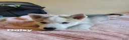 Siberian Husky dogs for sale: 💙♥️ 7 puppies looking for forever home ♥️💙 in Newcastle - Advert 29