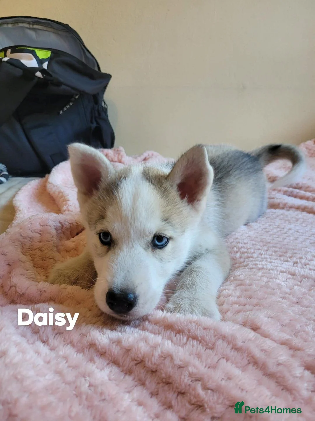 Siberian Husky dogs for sale: 💙♥️ 7 puppies looking for forever home ♥️💙 in Newcastle - Advert 29