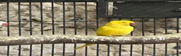 Ringnecks birds for sale: Indian Ringnecks  - Advert 6