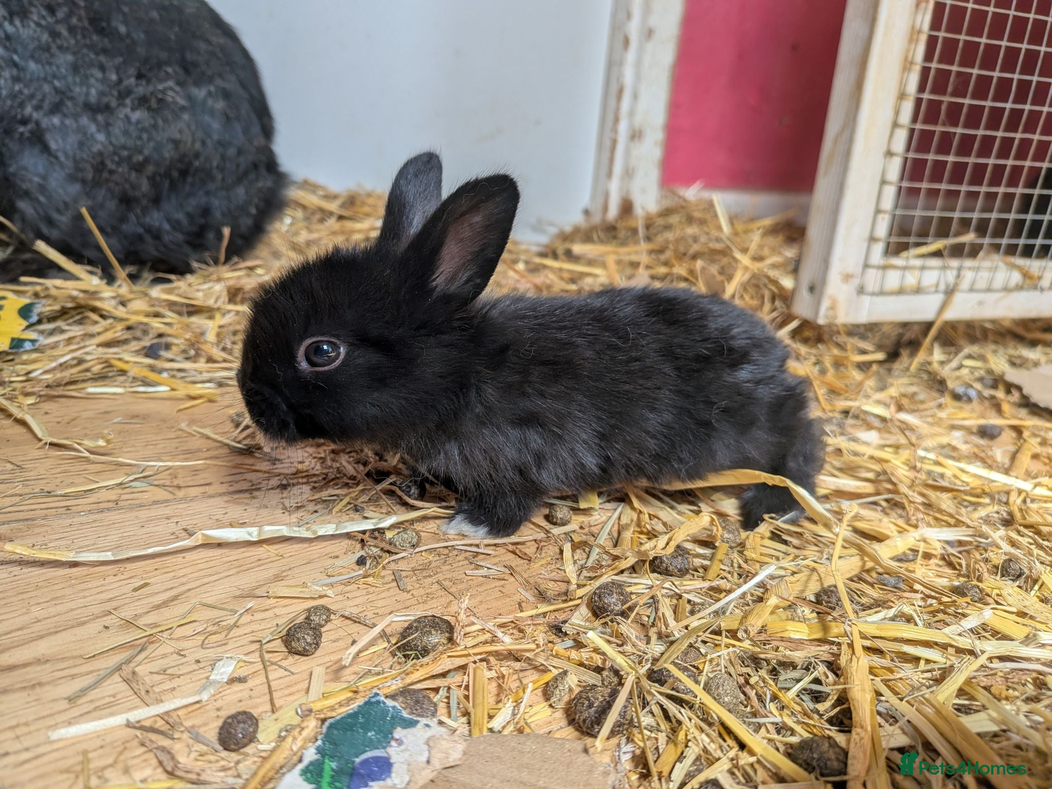 Mixed Breed rabbits 7 Neverland dwarf rabbits cross lop - Advert 1