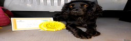 Cocker Spaniel dogs for stud: FTAW fully health tested working cocker stud in Leven - Advert 5
