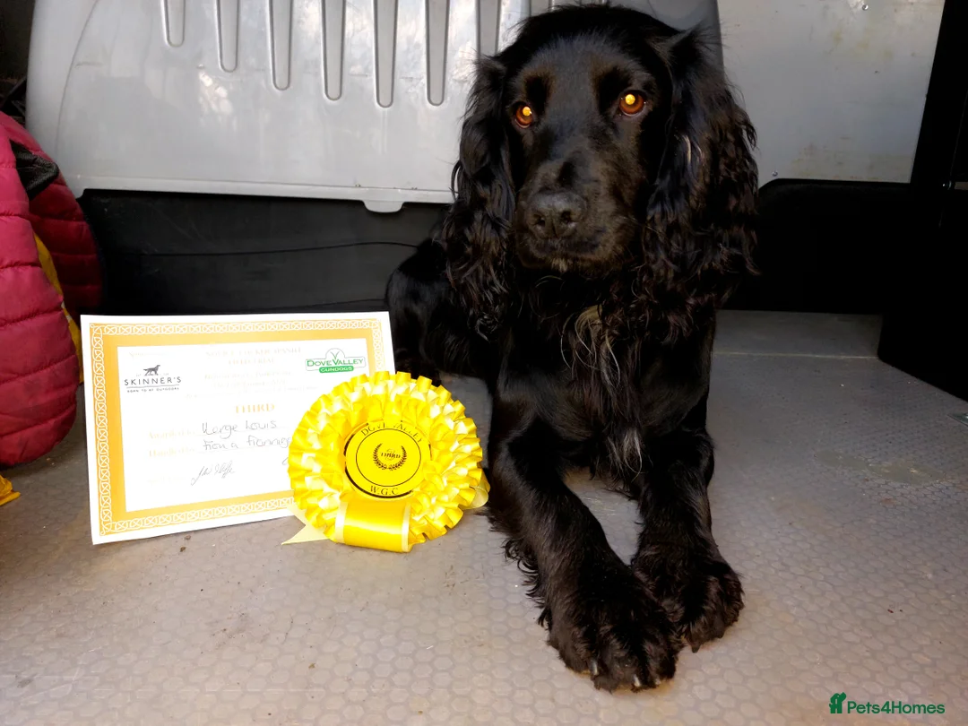 Cocker Spaniel dogs for stud: FTAW fully health tested working cocker stud in Leven - Advert 5
