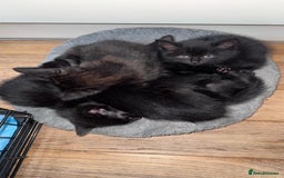Mixed Breed cats for sale: Adorable Kittens Ready for Their Forever Homes🐾 - Image 12