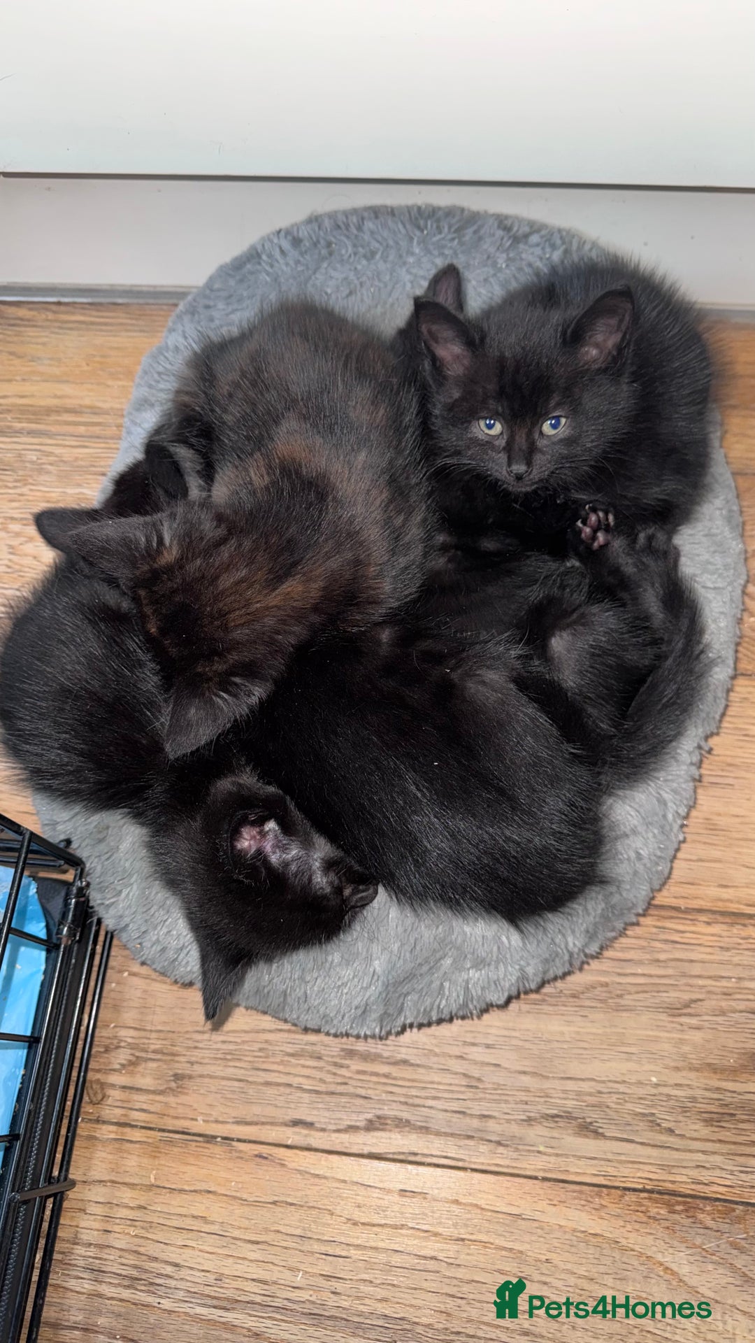Mixed Breed cats for sale: Adorable Kittens Ready for Their Forever Homes🐾 - Image 12