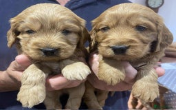 Cockapoo dogs for sale: Quality Cockapoo puppies - Image 2