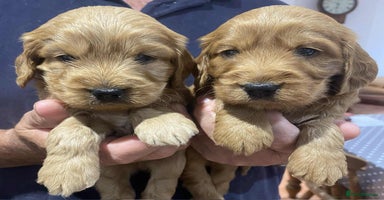 Cockapoo dogs - Advert 7