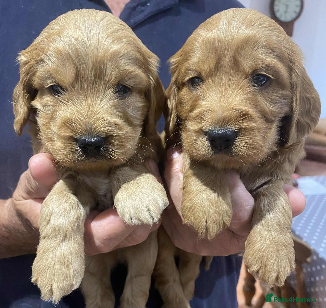 Cockapoo dogs for sale: Quality Cockapoo puppies - Image 2