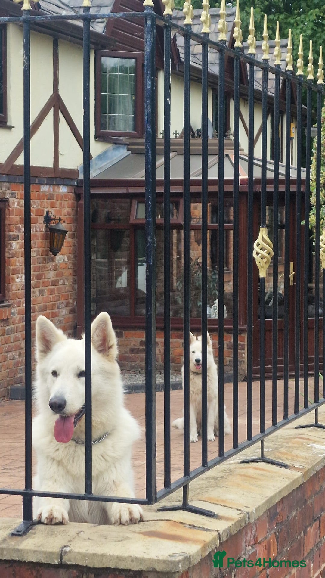 German Shepherd dogs for sale: KC White Long Hair Shepherd Pupp's– Champion Lines - Advert 14