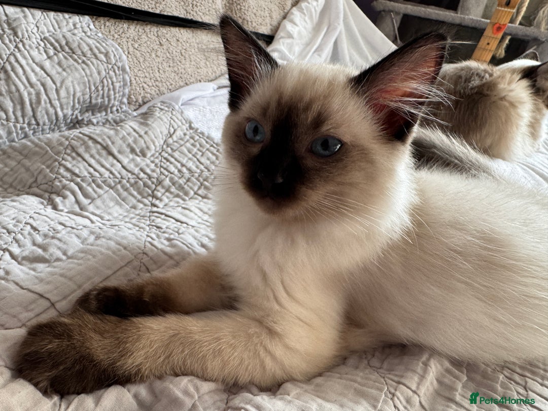 Ragdoll cats for sale: Exquisite 6th Gen*  PUREBREED Ragdoll Kittens - Image 19