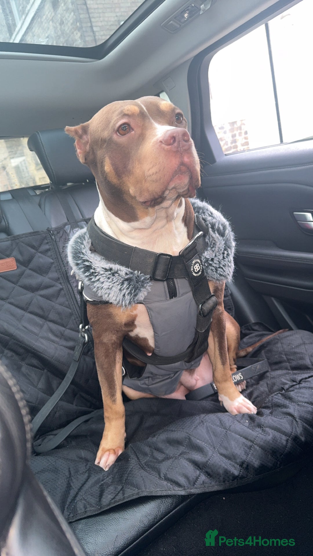 Mixed Breed dogs for sale: Miss Roxy - Image 2
