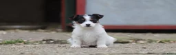 Jack Russell dogs for sale: Jack Russell Puppies for sale - Advert 9