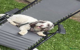 Mixed Breed dogs for sale: 2 best friends looking for their forever home  - Image 5