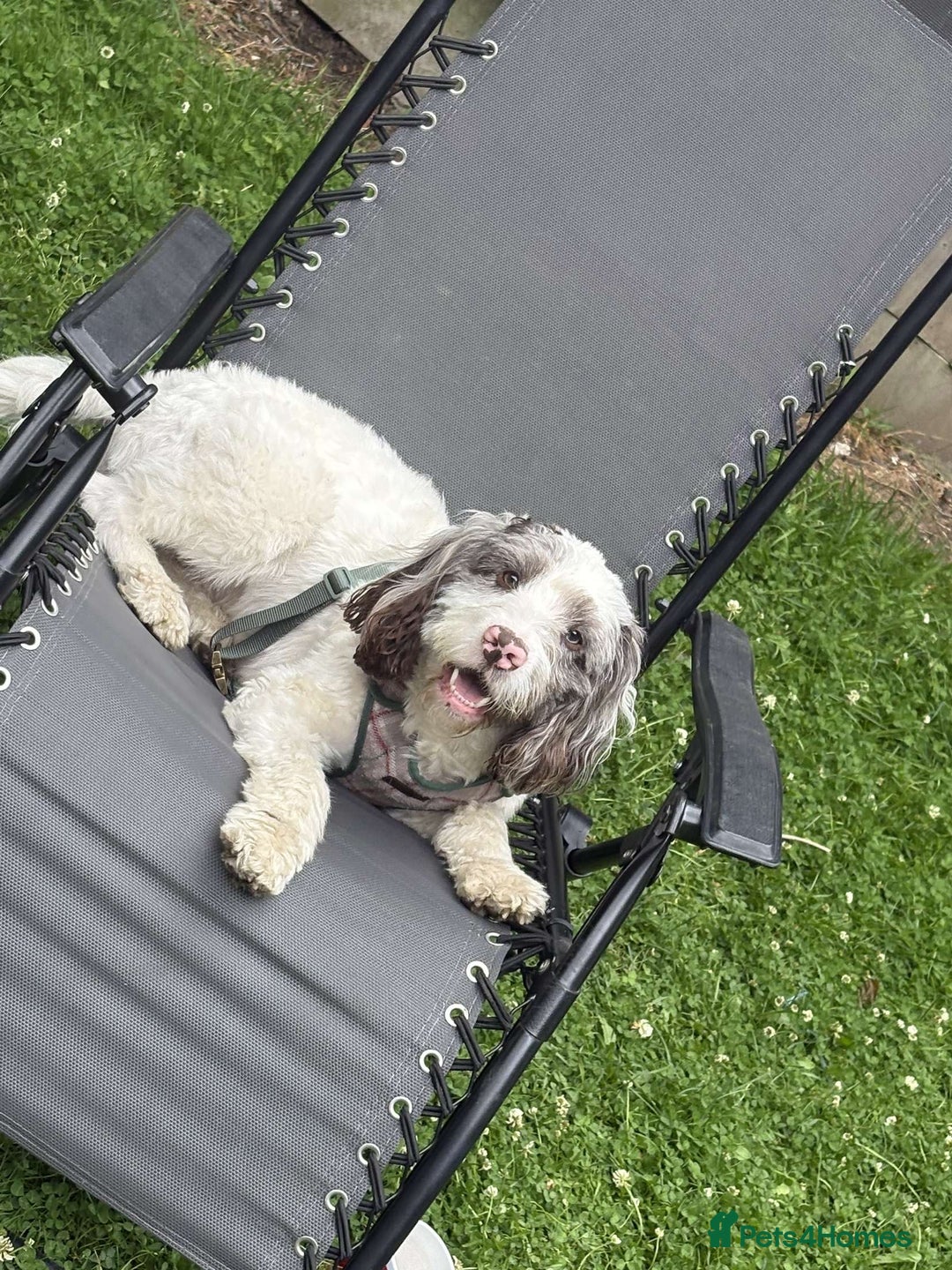 Mixed Breed dogs for sale: 2 best friends looking for their forever home  - Image 5