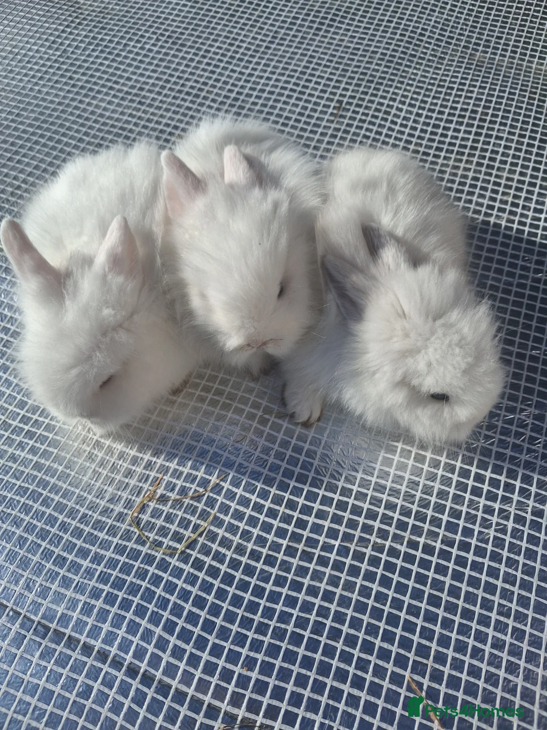 Lionhead rabbits for sale: Lionhead Baby Rabbits 🐰 - Advert 6